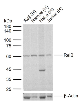 RelB Rabbit Polyclonal Antibody