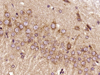 RIPK3 Rabbit Polyclonal Antibody