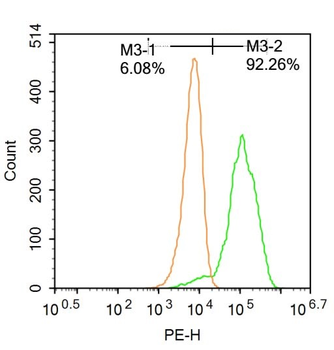 RORC Rabbit Polyclonal Antibody