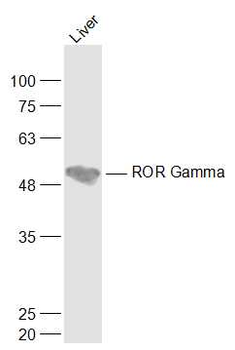 RORC Rabbit Polyclonal Antibody