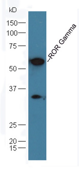 RORC Rabbit Polyclonal Antibody