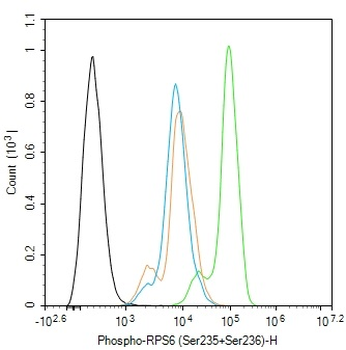 Phospho-RPS6 (Ser235+Ser236) Rabbit Polyclonal Antibody