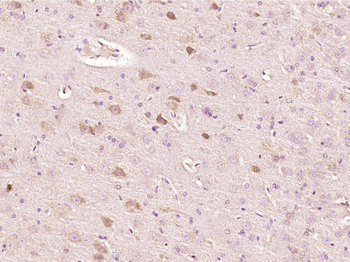 Phospho-RPS6 (Ser235+Ser236) Rabbit Polyclonal Antibody