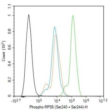 Phospho-RPS6 (Ser240 + Ser244) Rabbit Polyclonal Antibody