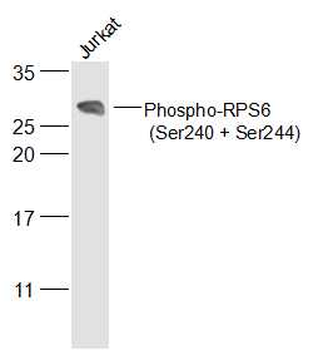 Phospho-RPS6 (Ser240 + Ser244) Rabbit Polyclonal Antibody