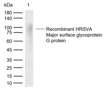 RSV G Rabbit Polyclonal Antibody