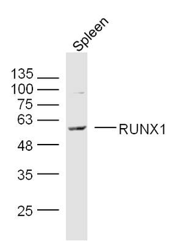 RUNX1 Rabbit Polyclonal Antibody