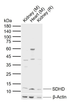 SDHD Rabbit Polyclonal Antibody