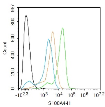 S100A4 Rabbit Polyclonal Antibody