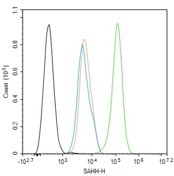 SAHH Rabbit Polyclonal Antibody