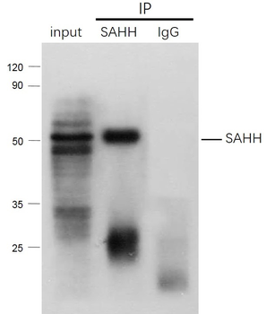 SAHH Rabbit Polyclonal Antibody