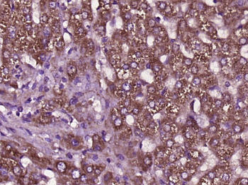 SCD Rabbit Polyclonal Antibody