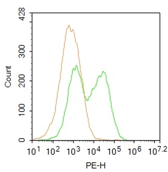 Phospho-SGK1 (Thr256) Rabbit Polyclonal Antibody