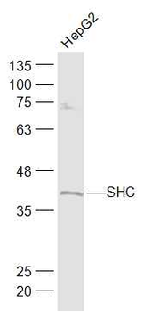 SHC1 Rabbit Polyclonal Antibody
