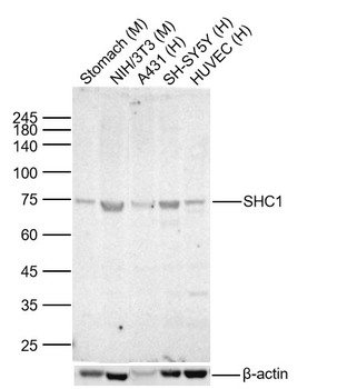 SHC1 Rabbit Polyclonal Antibody