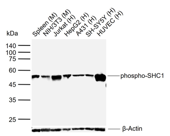 Phospho-SHC1 (Tyr317) Rabbit Polyclonal Antibody