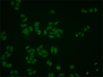 Phospho-PTPN11 (Tyr580) Rabbit Polyclonal Antibody