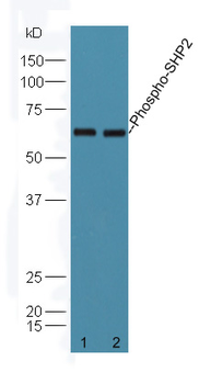 Phospho-PTPN11 (Tyr580) Rabbit Polyclonal Antibody