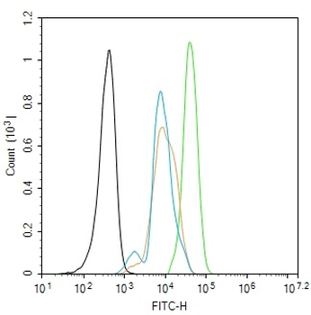 Phospho-PTPN11 (Tyr81) Rabbit Polyclonal Antibody