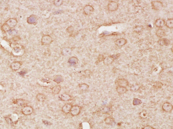 Phospho-PTPN11 (Tyr81) Rabbit Polyclonal Antibody