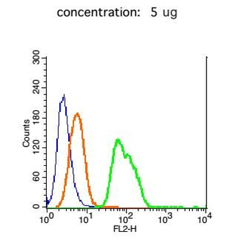 ZEB1/NIL2A Rabbit Polyclonal Antibody