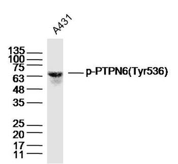 Phospho-PTPN6 (Tyr536) Rabbit Polyclonal Antibody