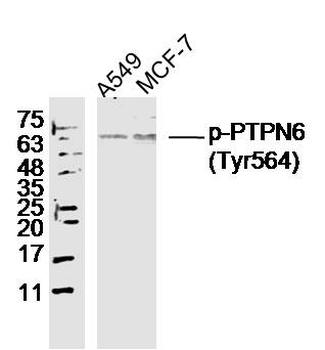 Phospho-PTPN6 (Tyr536) Rabbit Polyclonal Antibody