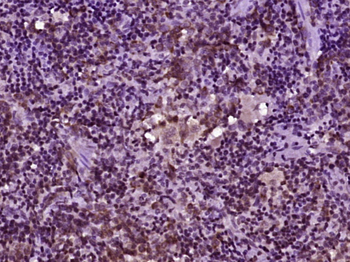 Phospho-PTPN6 (Ser591) Rabbit Polyclonal Antibody