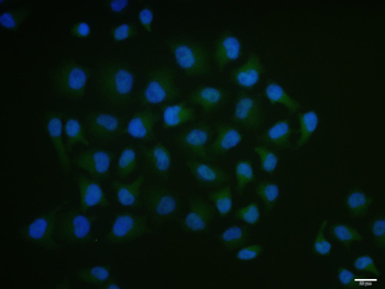 Phospho-SIRT6 (Ser338) Rabbit Polyclonal Antibody