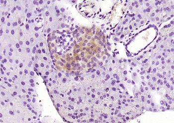 SLC39A7 Rabbit Polyclonal Antibody