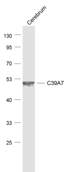SLC39A7 Rabbit Polyclonal Antibody