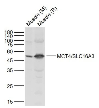 MCT4/SLC16A3 Rabbit Polyclonal Antibody