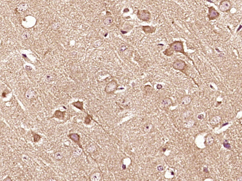 Phospho-Smad1 (Ser206) Rabbit Polyclonal Antibody