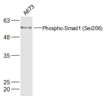 Phospho-Smad1 (Ser206) Rabbit Polyclonal Antibody