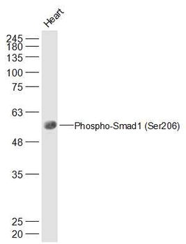 Phospho-Smad1 (Ser206) Rabbit Polyclonal Antibody