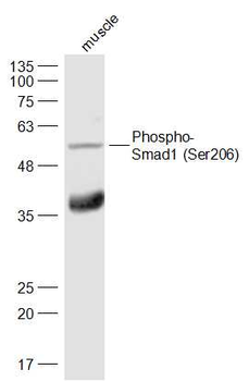 Phospho-Smad1 (Ser206) Rabbit Polyclonal Antibody