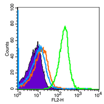 Phospho-Smad2 (Ser465) Rabbit Polyclonal Antibody