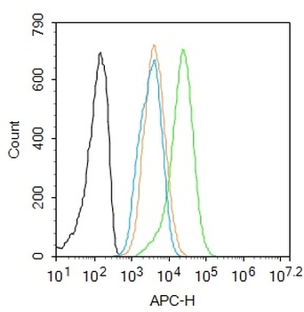 Phospho-Smad2 (Ser465) Rabbit Polyclonal Antibody