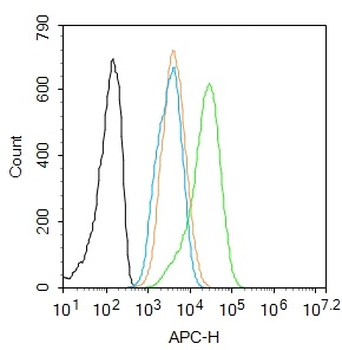 Phospho-Smad2 (Ser465 + Ser467) Rabbit Polyclonal Antibody