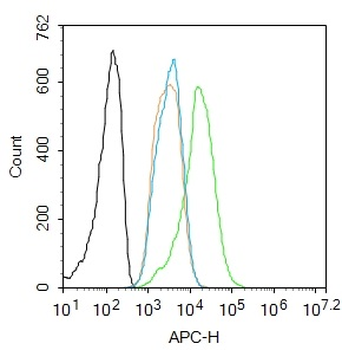 Phospho-Smad2 (Thr220) Rabbit Polyclonal Antibody