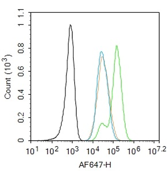 Phospho-Smad3 (Ser208) Rabbit Polyclonal Antibody