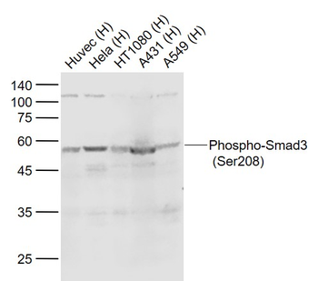Phospho-Smad3 (Ser208) Rabbit Polyclonal Antibody