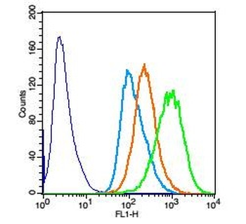 SMAD9 Rabbit Polyclonal Antibody
