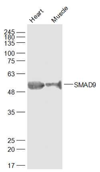 SMAD9 Rabbit Polyclonal Antibody