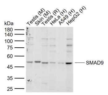 SMAD9 Rabbit Polyclonal Antibody
