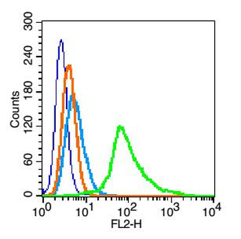 Phospho-MYPT1 (Thr696) Rabbit Polyclonal Antibody