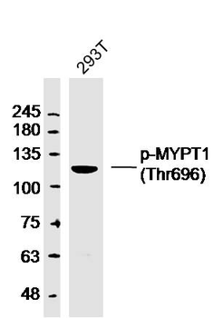 Phospho-MYPT1 (Thr696) Rabbit Polyclonal Antibody