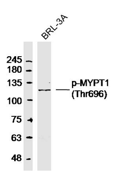Phospho-MYPT1 (Thr696) Rabbit Polyclonal Antibody
