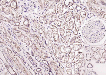 Regucalcin Rabbit Polyclonal Antibody