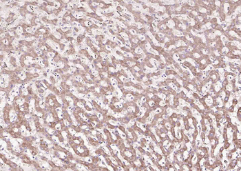 Regucalcin Rabbit Polyclonal Antibody